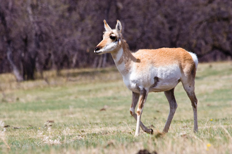 Pronghorn